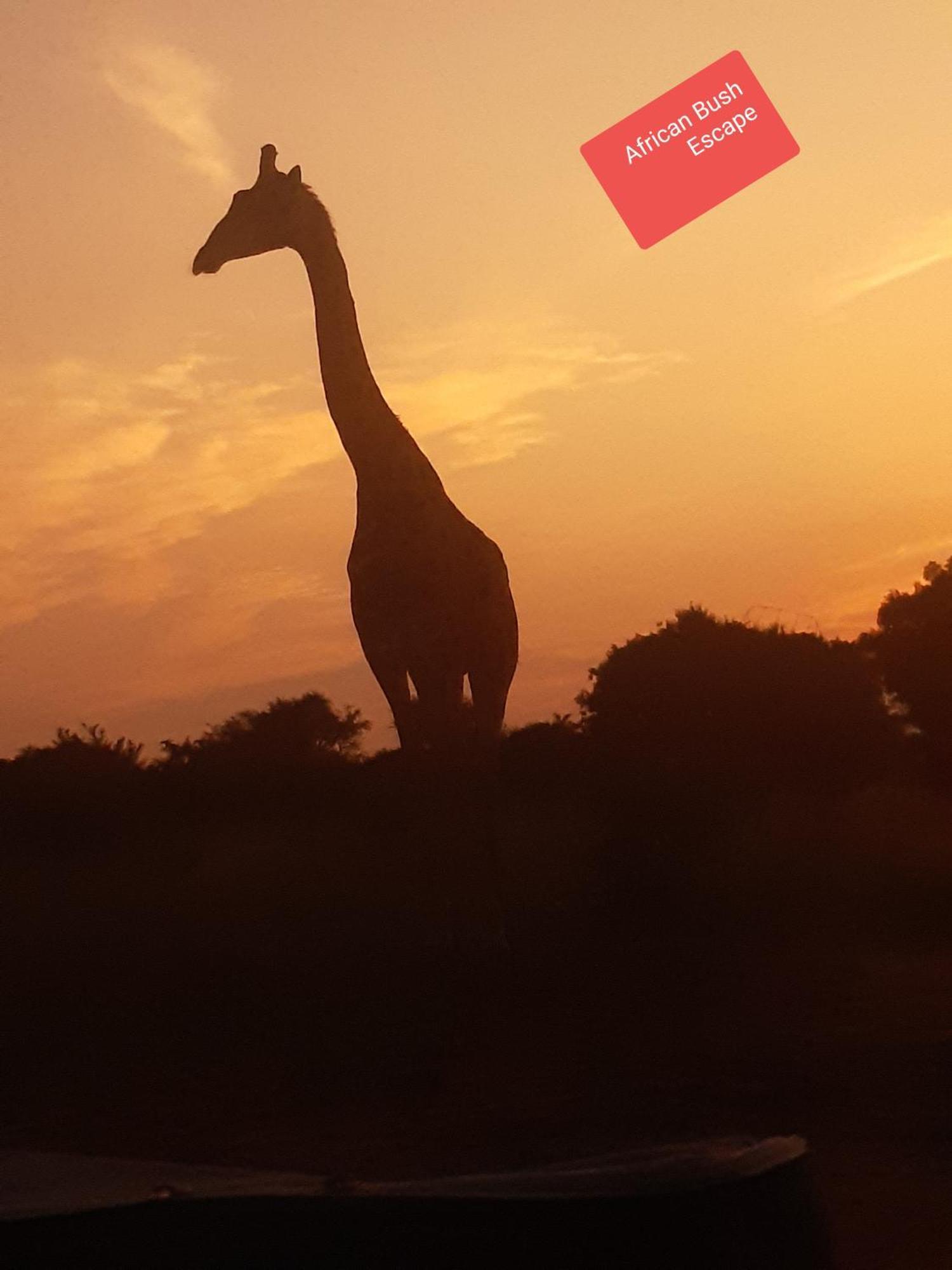 African Bush Escape Marloth Park Exterior foto